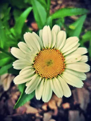 Daisy o my Daisy - Art Print