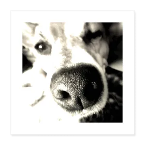 DAISY Poster 16x16
