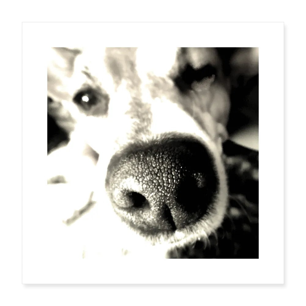 DAISY Poster 16x16