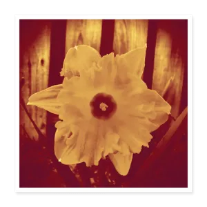 SPRING Poster 16x16